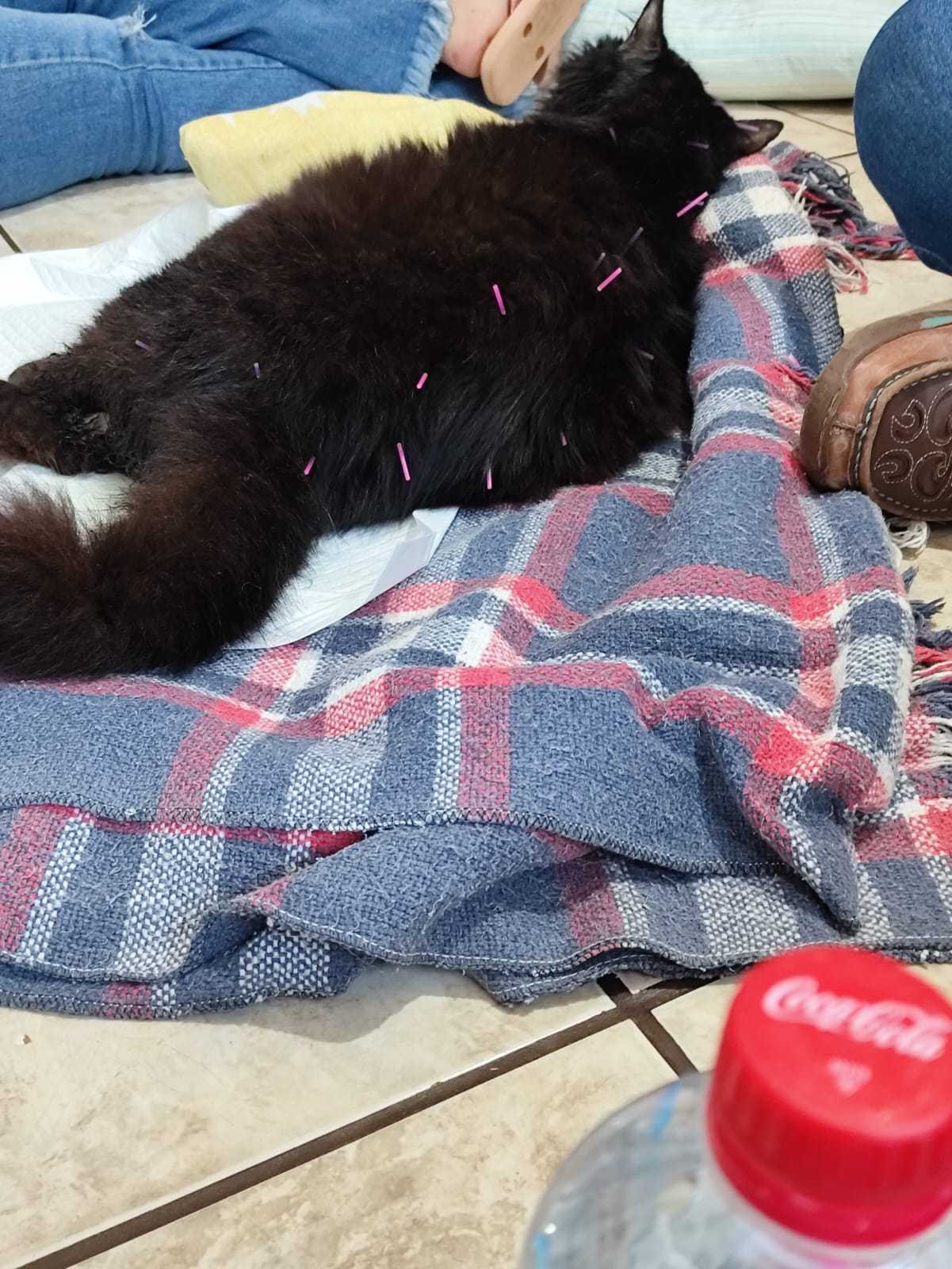 Acupuntura Landing Image